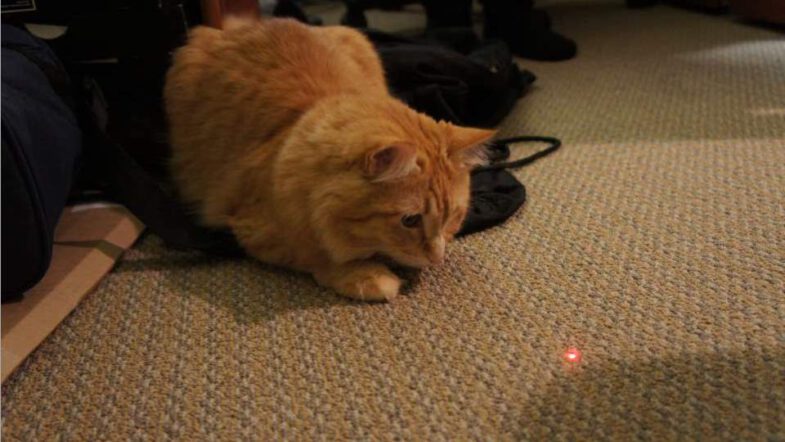 kat laser laserlampje