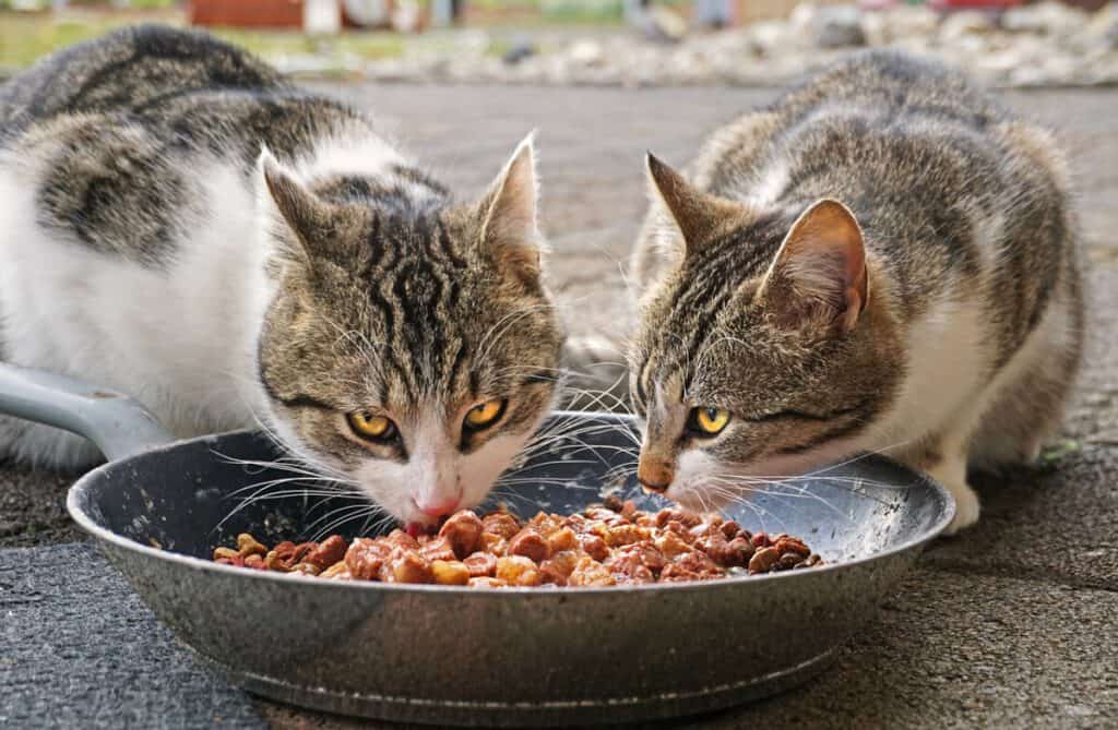 katten eten voer voerbak