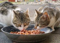 Waarom raken katten uitgekeken op hun eten? 20 redenen voor verlies van eetlust bij katten