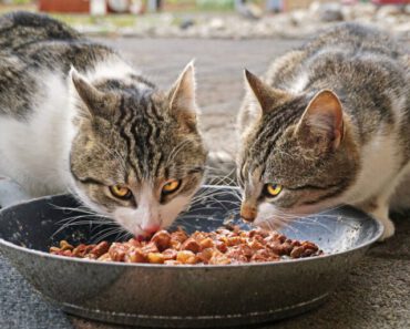 Waarom raken katten uitgekeken op hun eten? 20 redenen voor verlies van eetlust bij katten