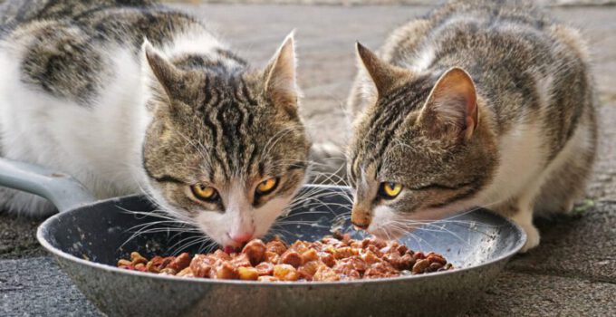 katten eten voer voerbak
