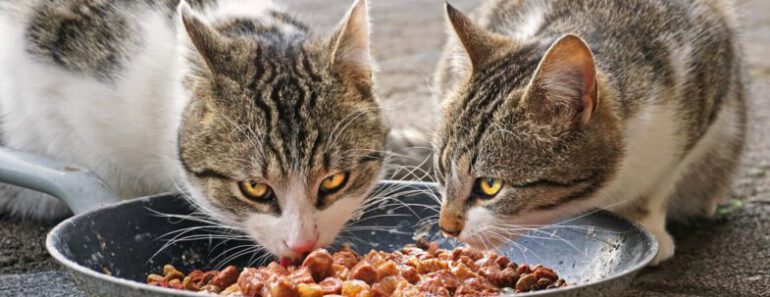 Waarom raken katten uitgekeken op hun eten? 20 redenen voor verlies van eetlust bij katten