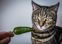 Kunnen katten gekruid en pittig voedsel eten?