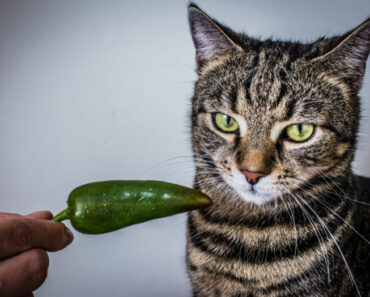 Kunnen katten gekruid en pittig voedsel eten?