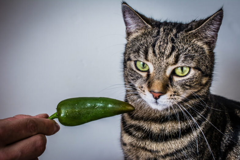 Kunnen katten gekruid en pittig eten? - Katmundo