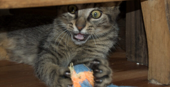 7 verrassende feiten over kattenkruid (catnip)