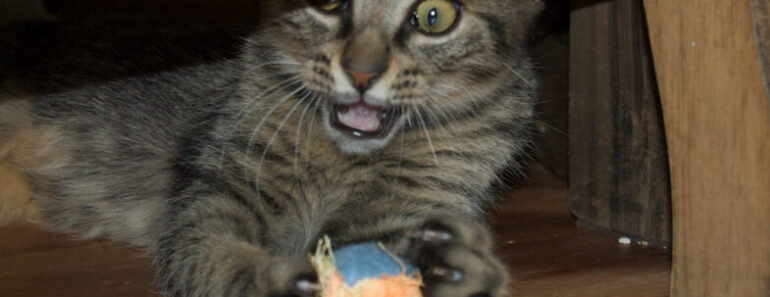 7 verrassende feiten over kattenkruid (catnip)