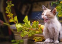 7 veel voorkomende allergieën bij katten