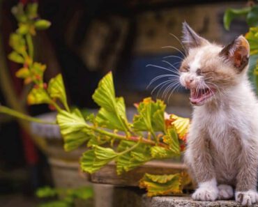 7 veel voorkomende allergieën bij katten