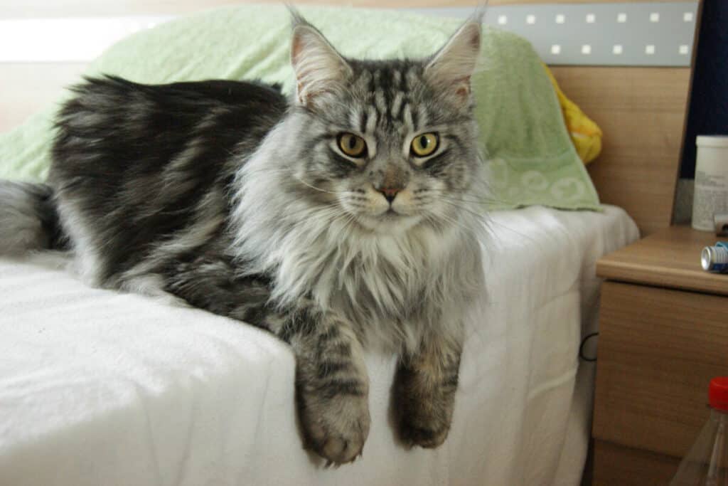 maine coon kat vacht