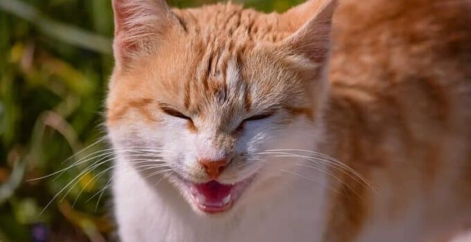 7 redenen waarom je kat niet stopt met miauwen