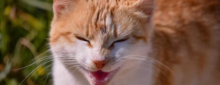 7 redenen waarom je kat niet stopt met miauwen