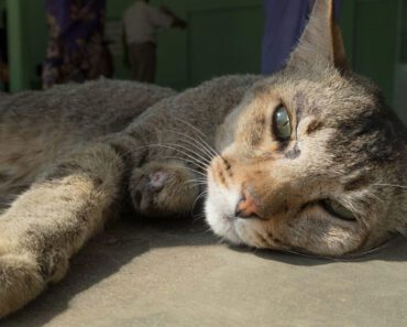 Is te veel proteïne slecht voor oudere katten?