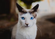 8 kattenrassen met blauwe ogen (met foto’s)