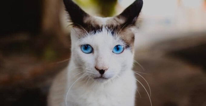8 kattenrassen met blauwe ogen (met foto’s)