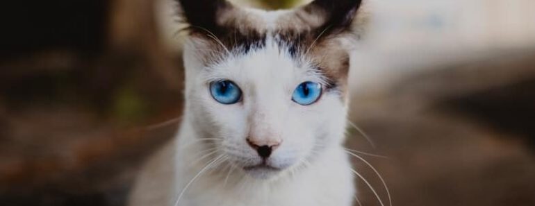 8 kattenrassen met blauwe ogen (met foto’s)