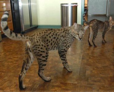 4 redenen waarom Savannah katten zo duur zijn