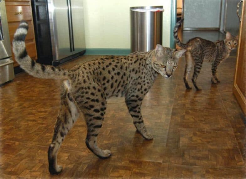 4 Savannah katten zo duur zijn - Katmundo