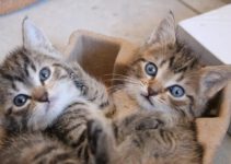 10 interessante feiten over pasgeboren kittens