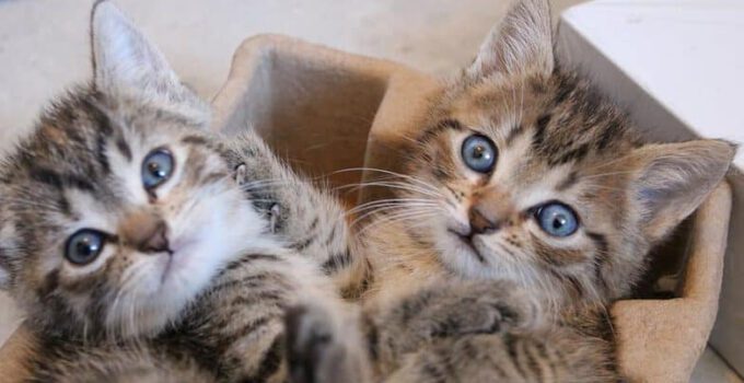 10 interessante feiten over pasgeboren kittens