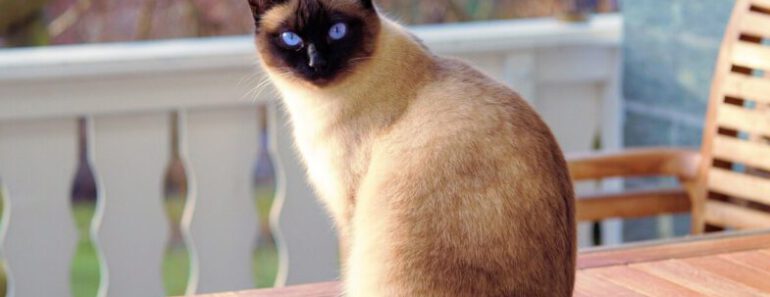 10 kattenrassen die het langst leven (met foto’s)