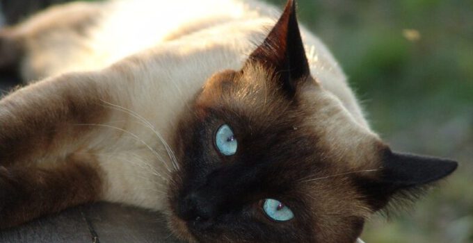 siamese kat raskatten met blauwe ogen