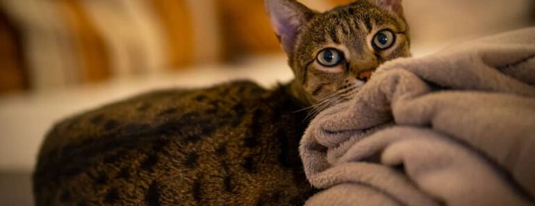 Kan een Savannah kat spinnen?