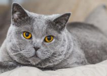 6 veel voorkomende gezondheidsproblemen bij katten