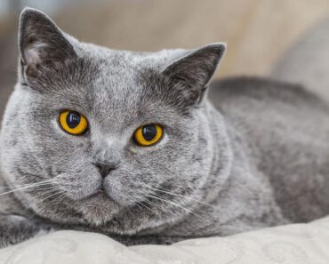 6 veel voorkomende gezondheidsproblemen bij katten