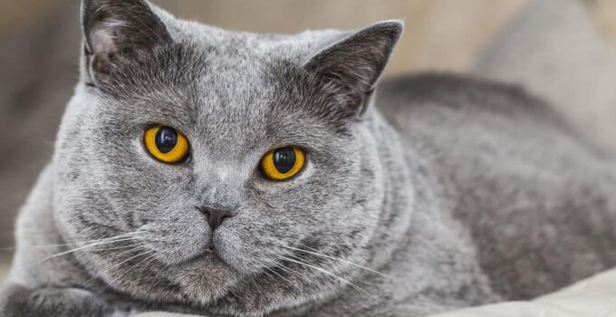 6 veel voorkomende gezondheidsproblemen bij katten