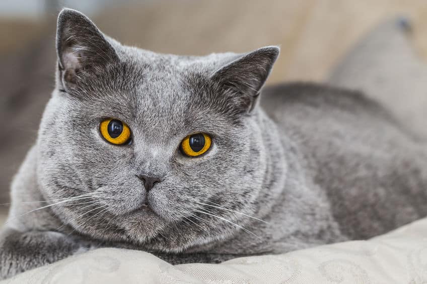 Britse korthaar kattenras