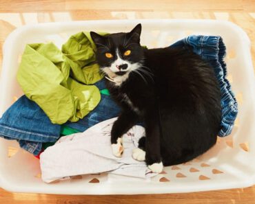 Waarom plast een kat op kleding?