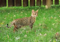 Houd een Savannah kat van water?