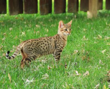 Houd een Savannah kat van water?