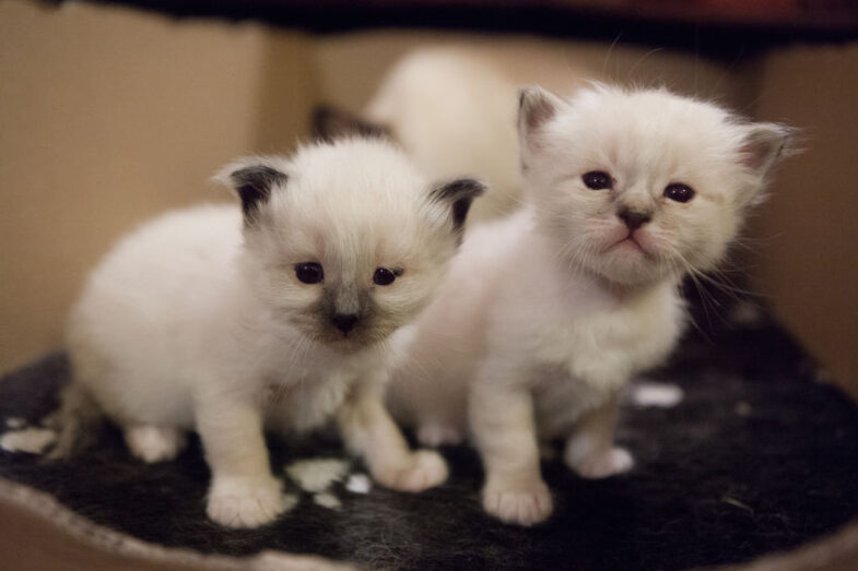 Heilige Birmaanse Kittens