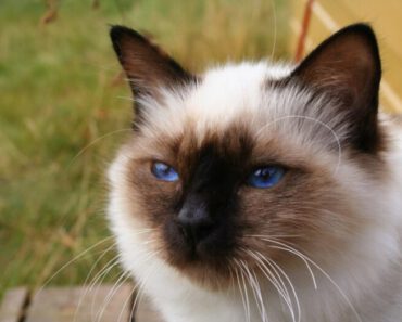 Heilige Birmaan: 10 leuke weetjes over dit kattenras