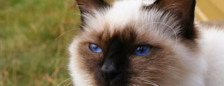 Heilige Birmaan: 10 leuke weetjes over dit kattenras