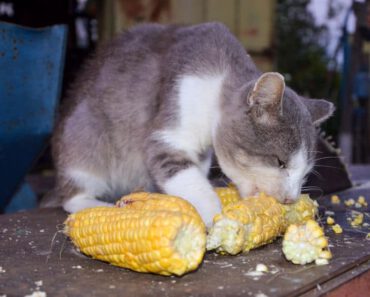 Mogen katten maïs eten? Is maïs veilig voor katten?