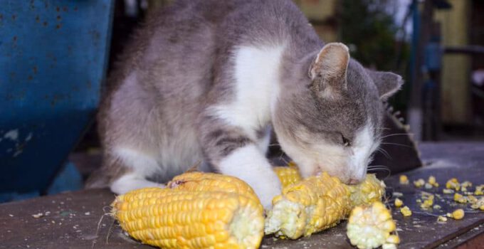 Mogen katten maïs eten? Is maïs veilig voor katten?