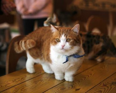 7 kattenrassen die klein blijven (met foto’s)