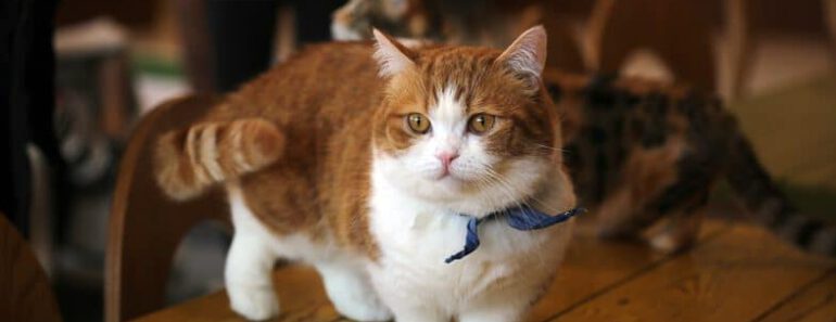 7 kattenrassen die klein blijven (met foto’s)