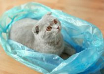 8 redenen waarom katten op plastic tassen en voorwerpen kauwen.