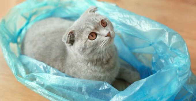 8 redenen waarom katten op plastic tassen en voorwerpen kauwen.