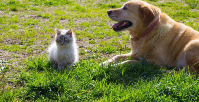 6 Beste hondenrassen die goed overweg kunnen met katten