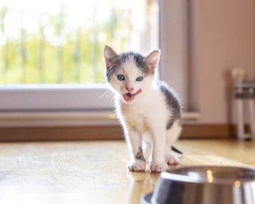 Waarom heeft mijn kat altijd honger? Alles wat je moet weten