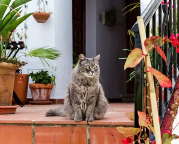 Zijn katten territoriaal? Alles wat je moet weten