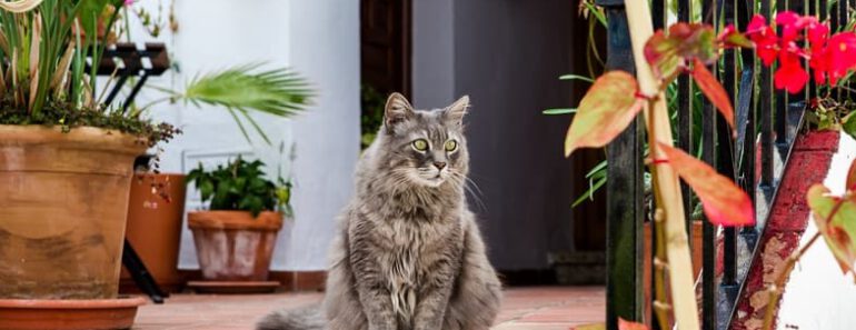 Zijn katten territoriaal? Alles wat je moet weten