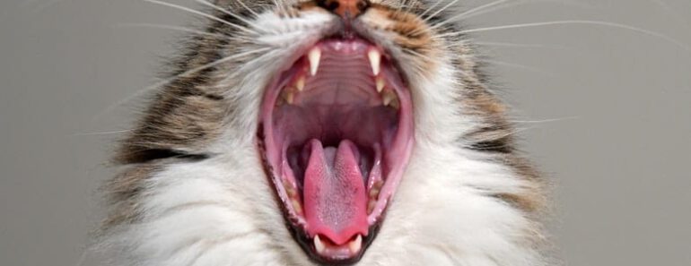 Waarom miauwt mijn kat ’s nachts? Alles wat je moet weten
