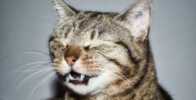 Waarom niest een een kat? Alles wat je moet weten