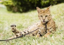 Savannah kat: wat je moet weten over dit ras